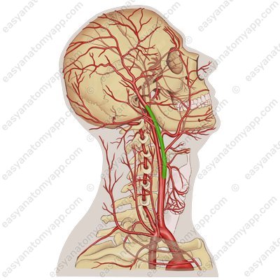 External carotid artery (arteria carotis externa)